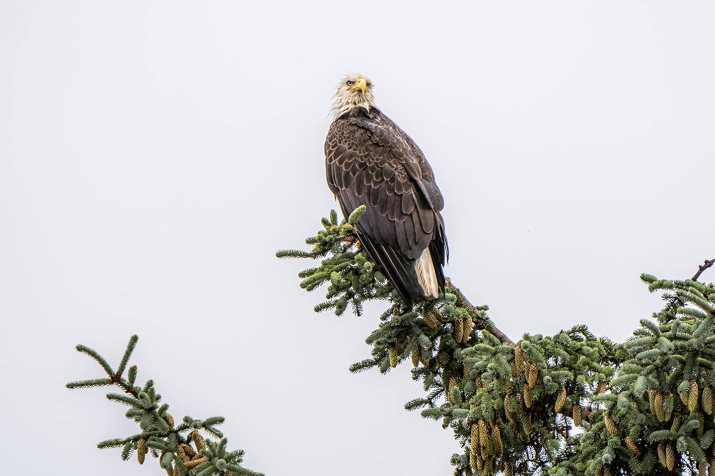 Bald Eagle in Alaska