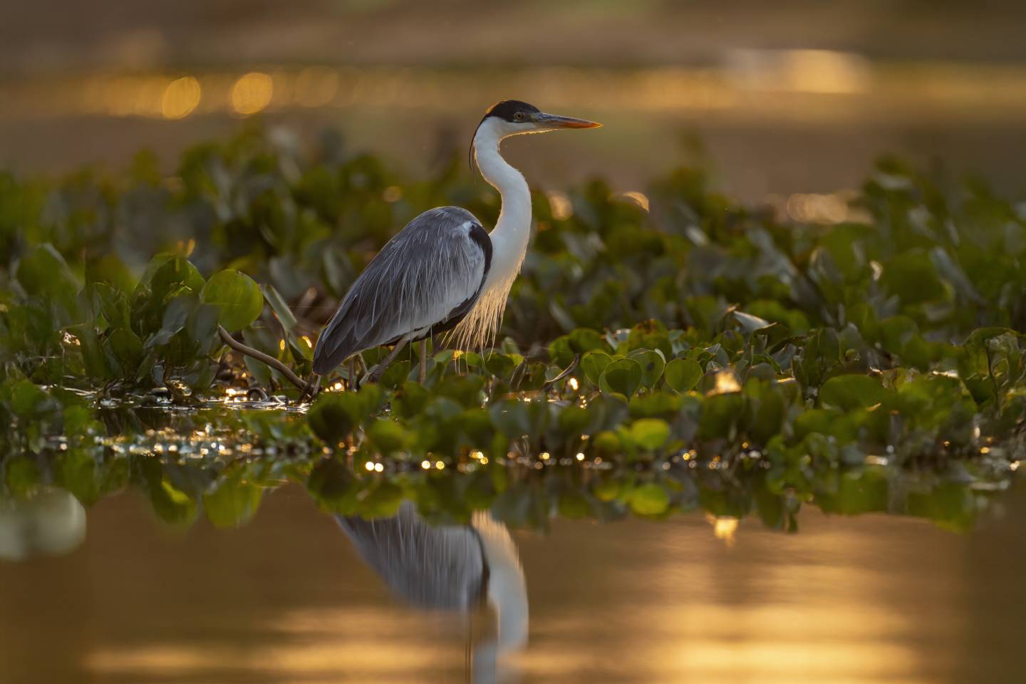 Cocoi Heron