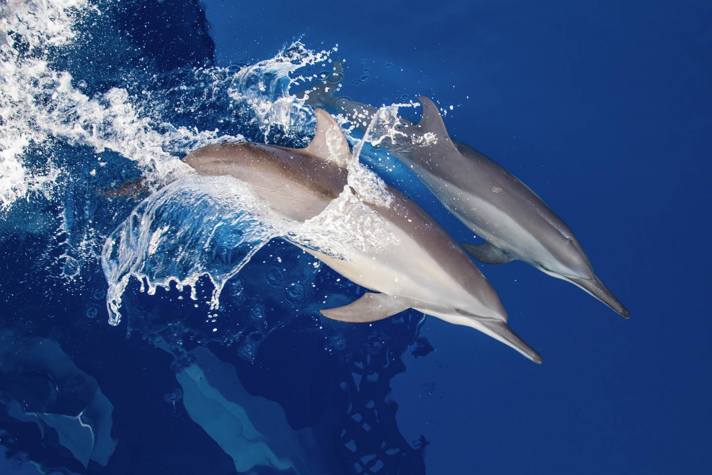 International Intrigue 2026