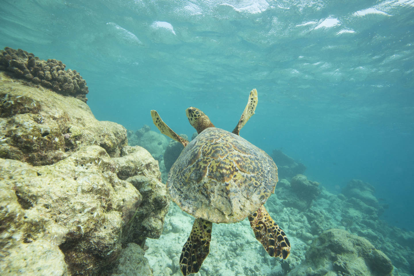 International Intrigue 2026