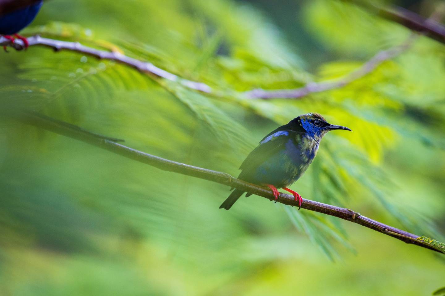 Multi Colored bird in Arenal Volcano National Park