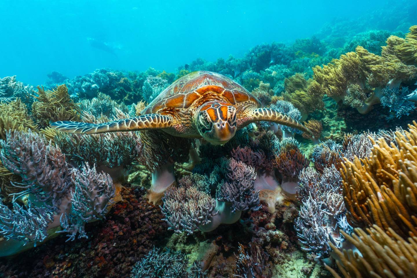 Turtle, Great Barrier Reef