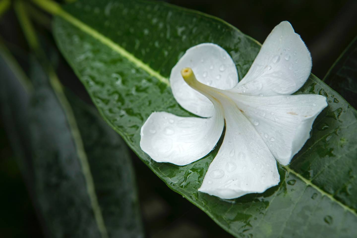 Maire Nui Botanical Gardens